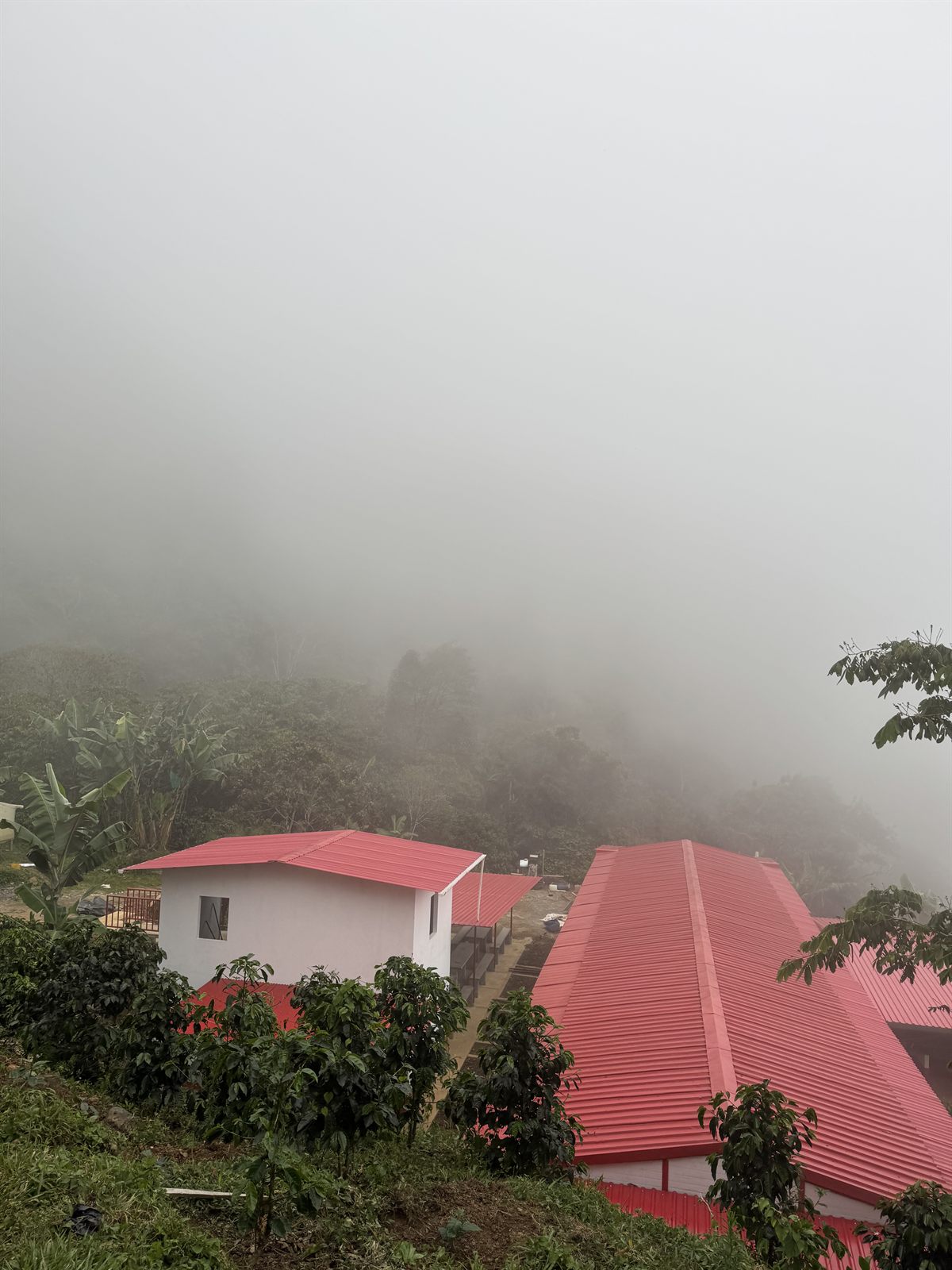 Finca Los Socios, casa matriz de Altino Café en Dabeiba, Antioquia — cultivo de café de altura en el Nudo del Paramillo