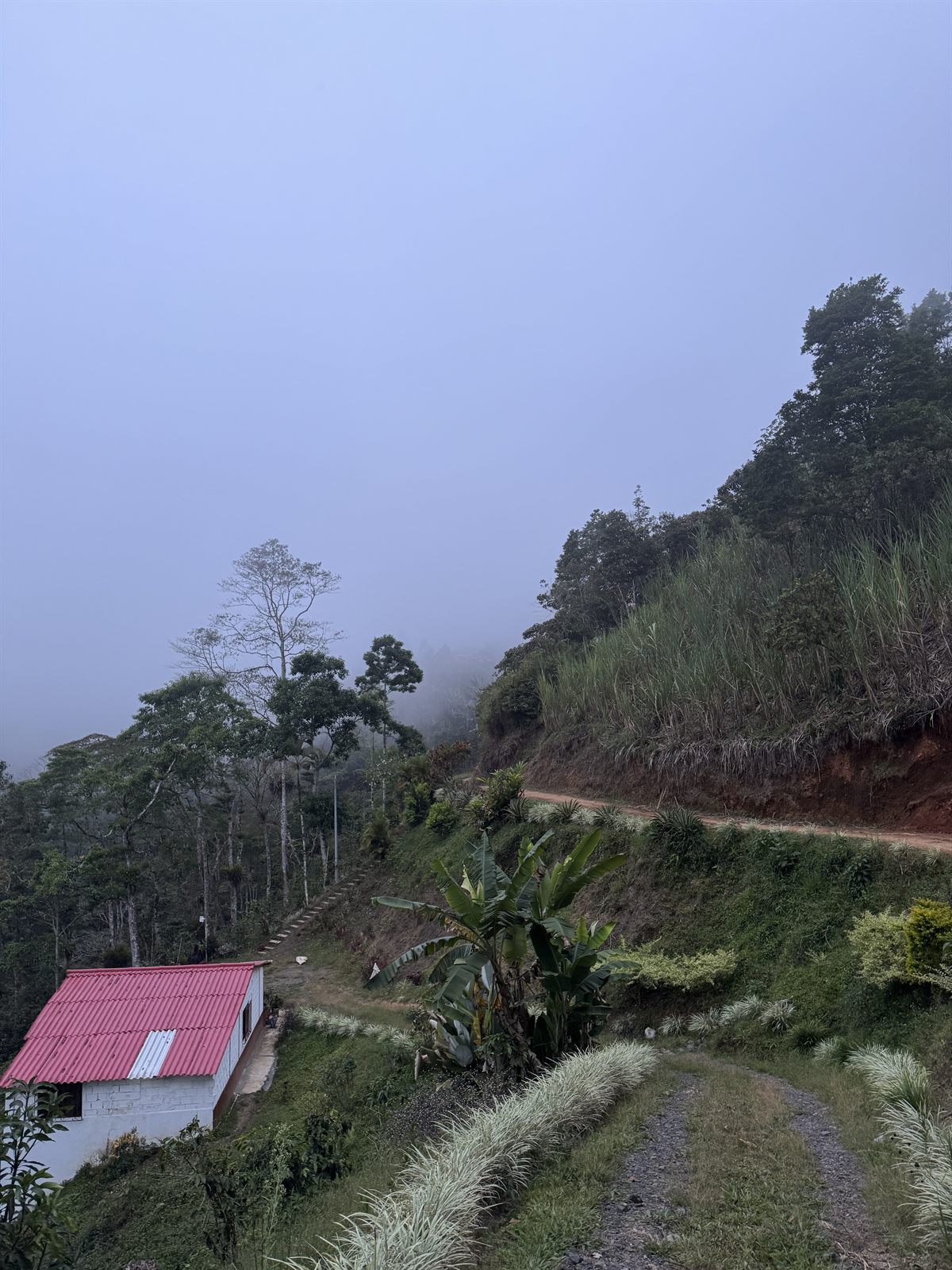 Cultivos de café de la Finca Los Socios de Altino en las laderas de Dabeiba, Antioquia, a 1850 MSNM